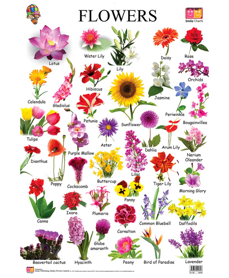 Types of Flowers, 500+ Different Kinds of Flowers